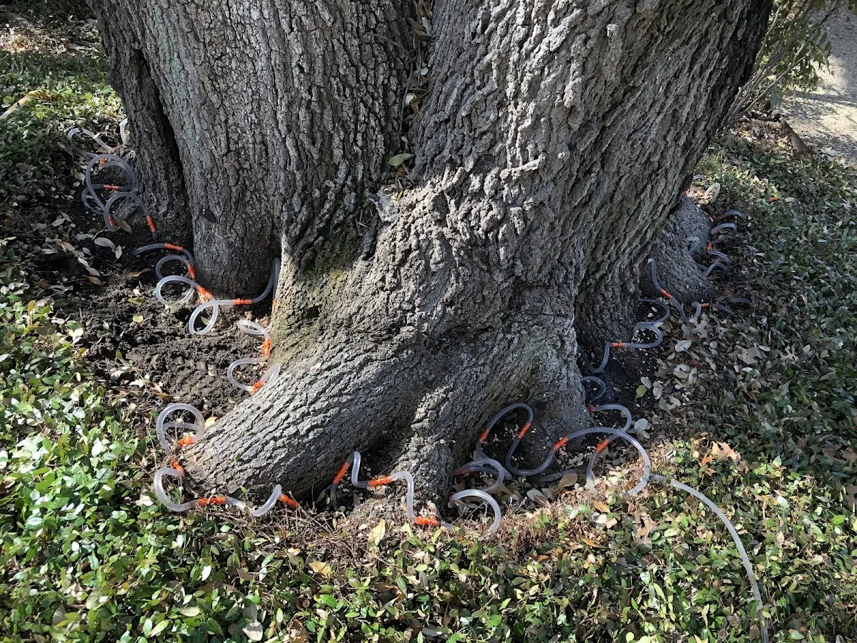 Detailed Tree Cabling and Bracing job site in Dunnigan